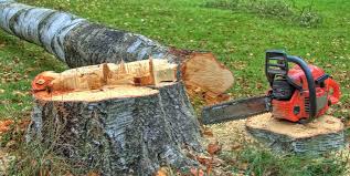 Professional Tree Care in Jerome, IL