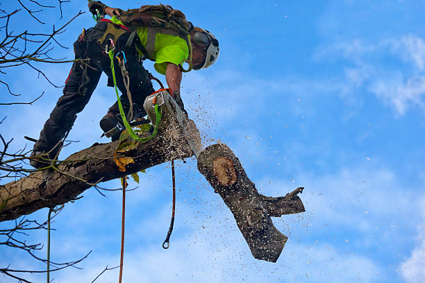 Best Tree Preservation Services  in Jerome, IL