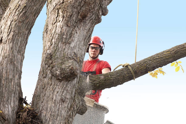 How Our Tree Care Process Works  in  Jerome, IL